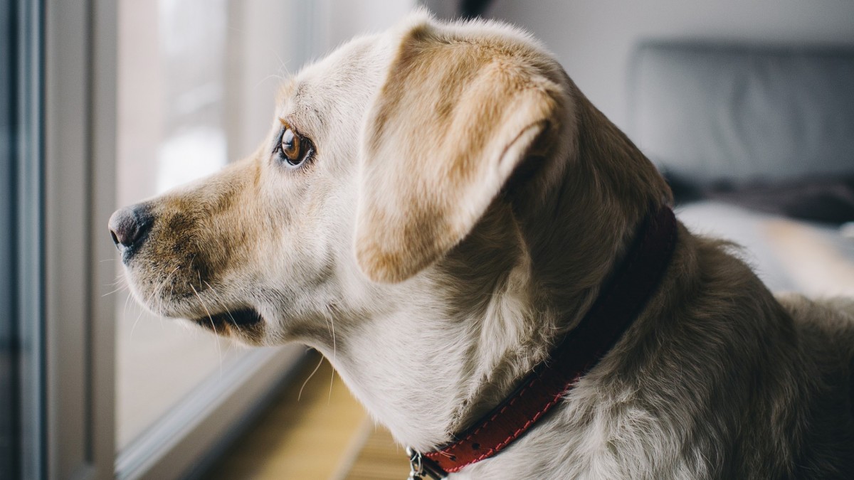 Gatos y perros serán sometidos a tratamiento experimental contra el cáncer en reactor nuclear ruso