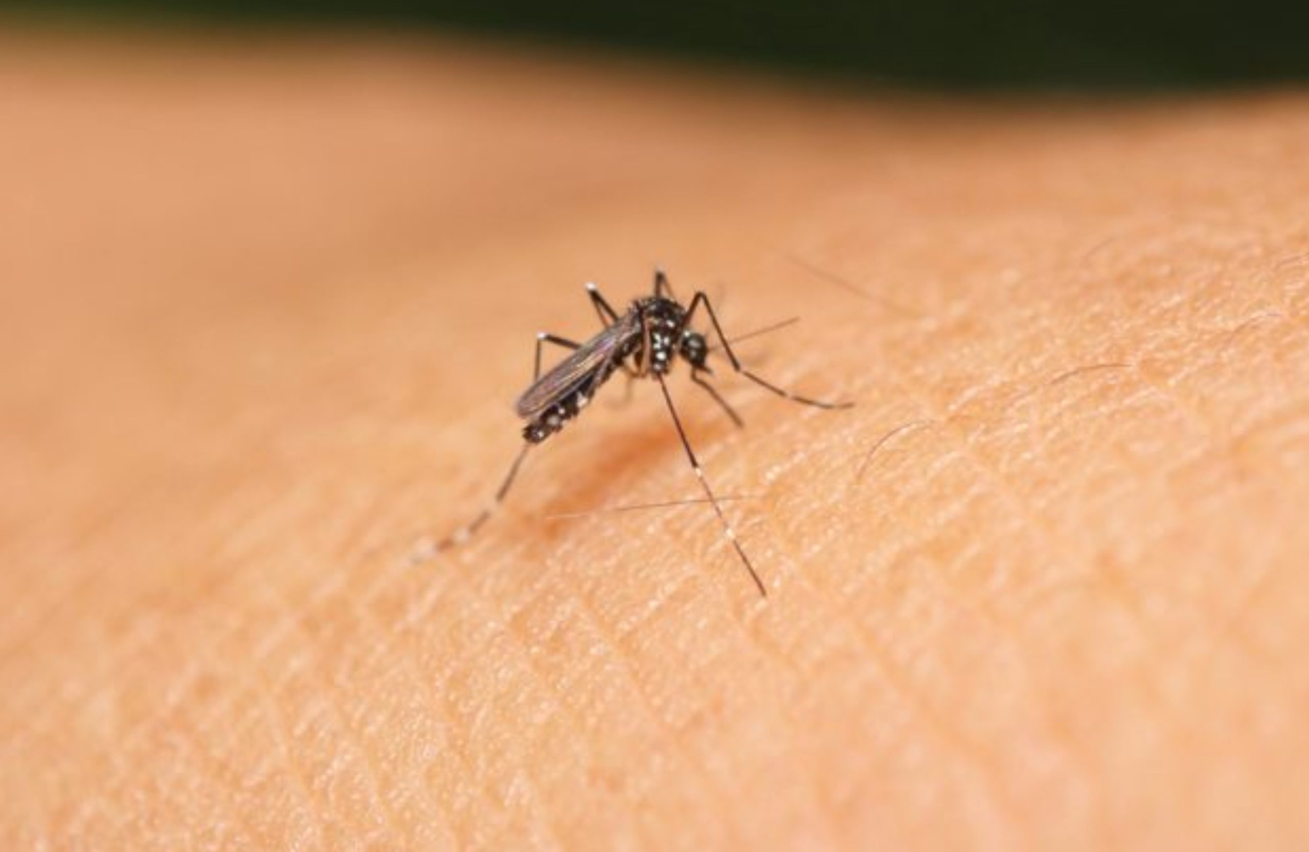 Epidemia de chikungunya en Paraguay llega a 280 decesos