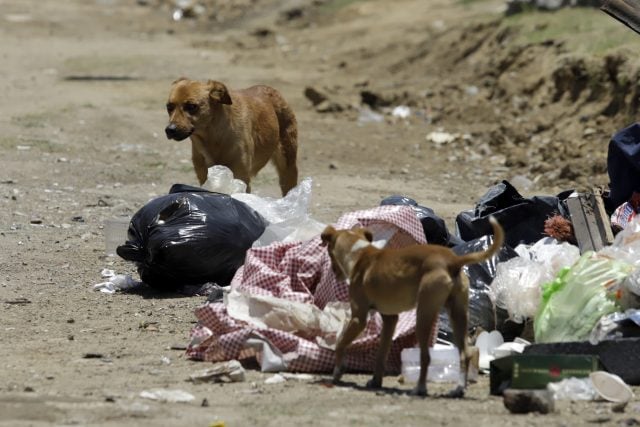 Comuna en funciones pasa a José Chedraui problema de perros en relleno de Chiltepeque