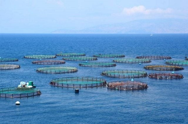 Transnacionales salmoneras y la ultraderecha intentan crear una “Zona Cero” para el control de Puerto Natales, en la Patagonia chilena [Columna]