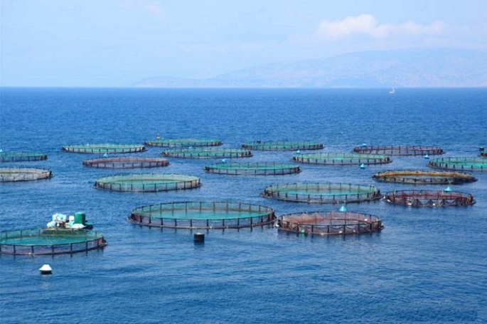 Transnacionales salmoneras y la ultraderecha intentan crear una “Zona Cero” para el control de Puerto Natales, en la Patagonia chilena [Columna]