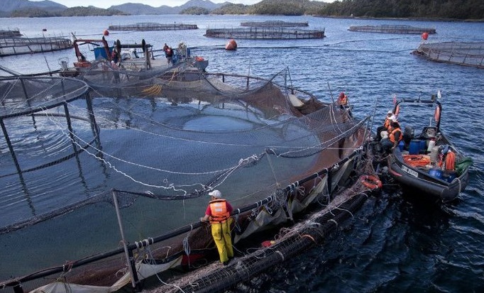 Organizaciones del sur se pronuncian por el trato de empresas salmoneras a sus trabajadores