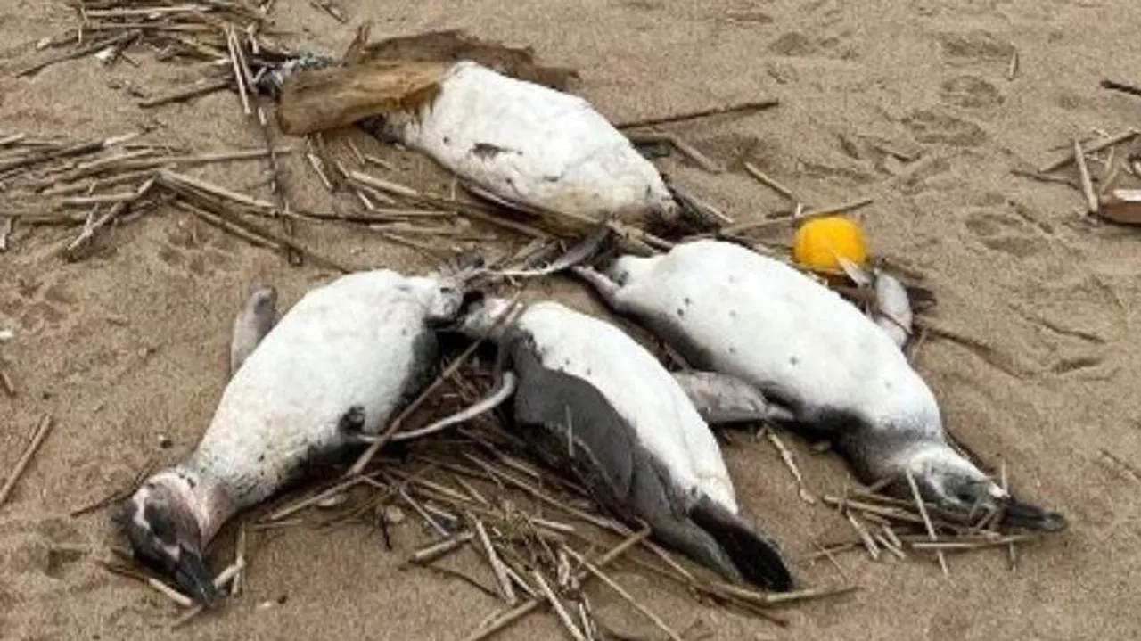 Misterio: miles de pingüinos aparecen muertos en Sudamérica