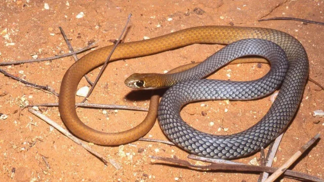 Descubren una nueva especie de serpiente venenosa