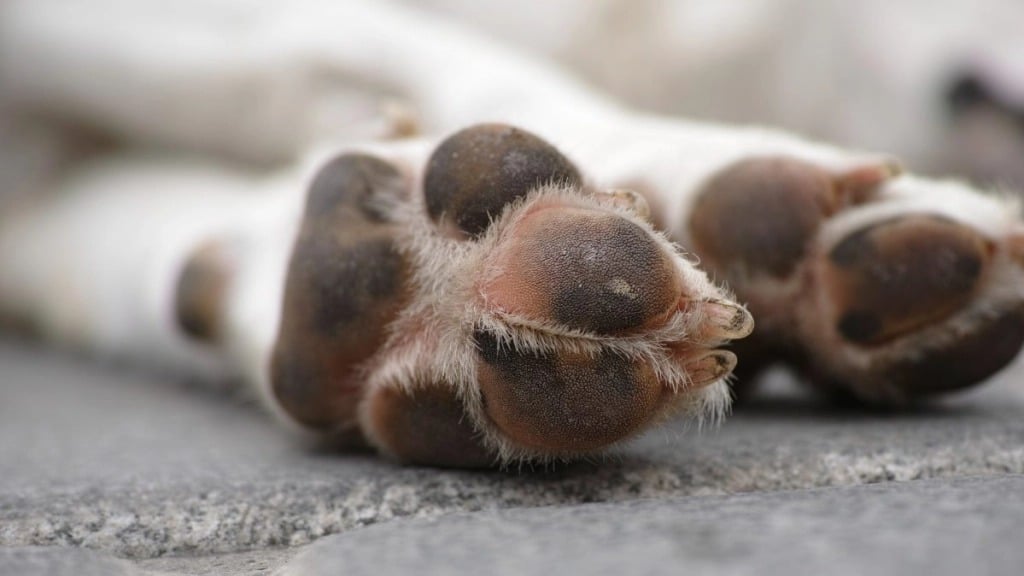 Buscarán líneas de acción contra el maltrato animal en Puebla