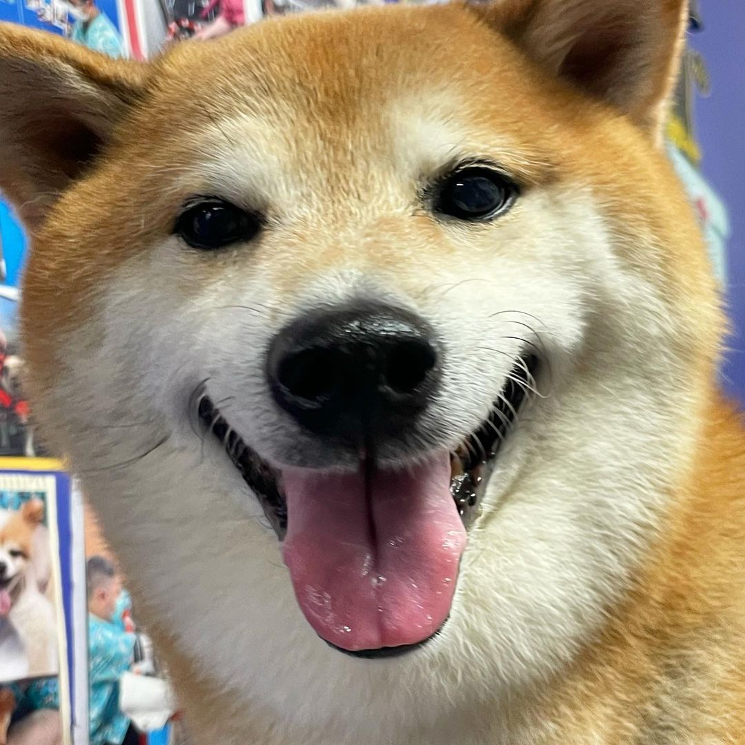 ¡Adiós «Cheems»! El perro más viral de Internet falleció tras ser sometido a una toracentesis