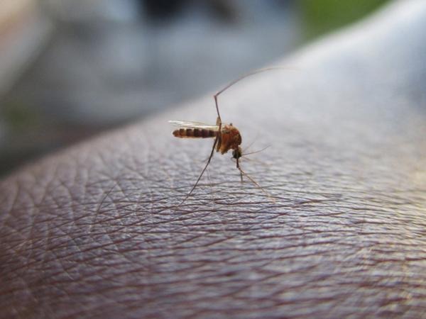 En Puebla existen 759 casos de dengue, informa Salud