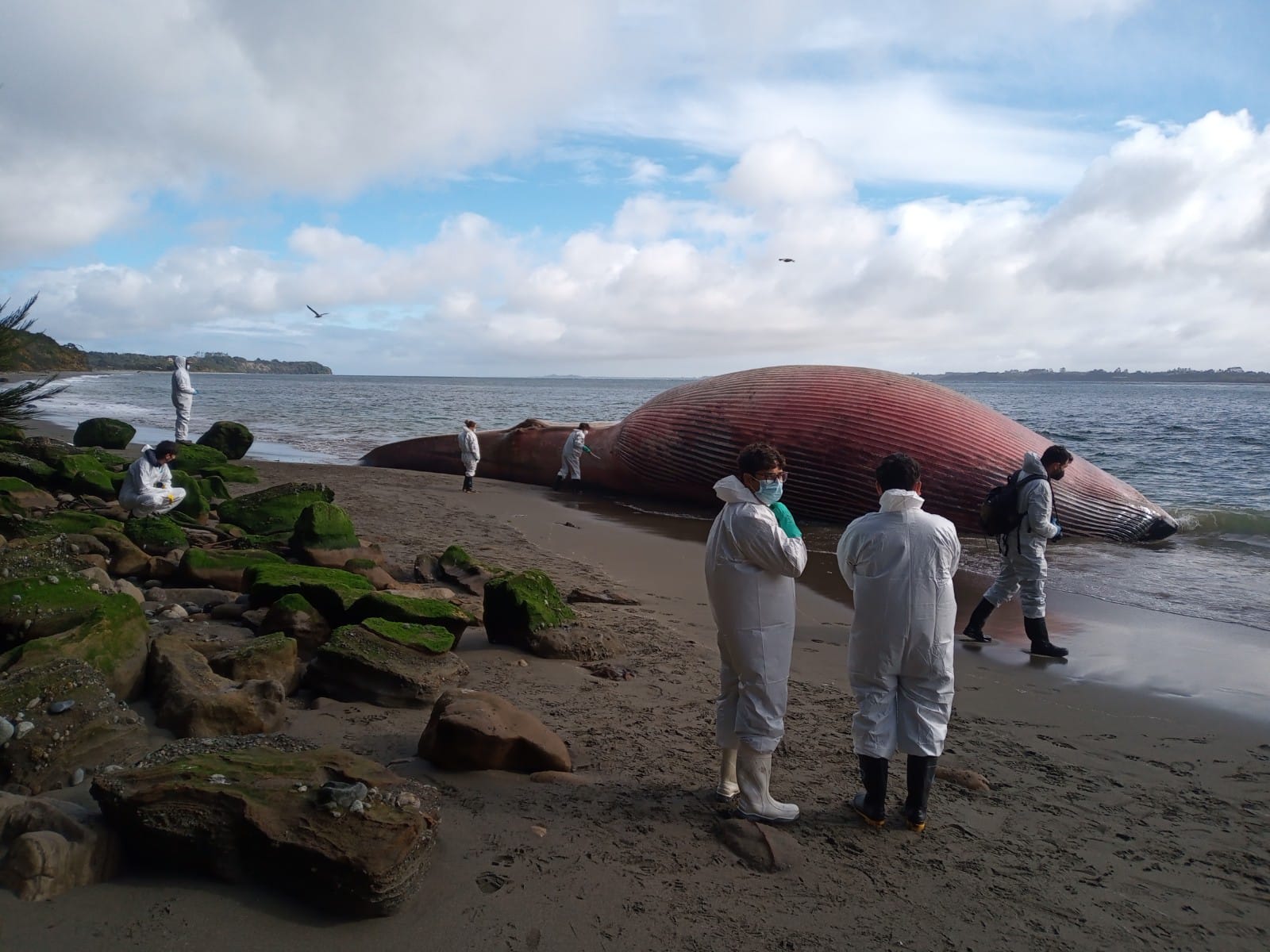 Los Lagos: Sernapesca estudia restos de la enorme ballena que varó en Ancud
