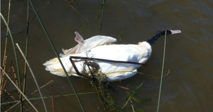Lobos marinos y gripe aviar deja más de mil cisnes muertos en santuario natural de Valdivia