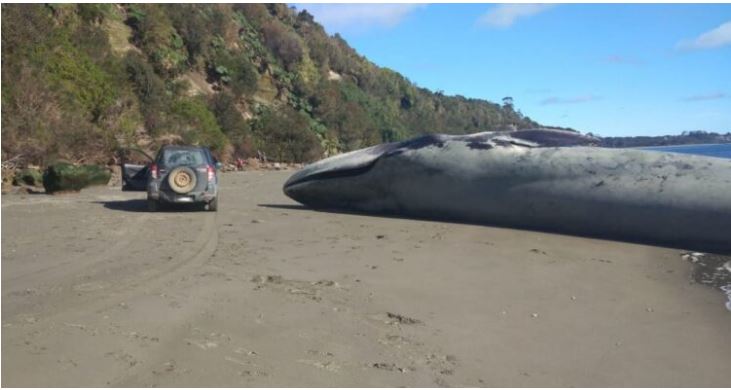 Ballena azul es encontrada muerta en Ancud:  Sernapesca cree que su muerte ocurrió en el mar