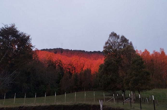 Comunidades mapuche de Villarrica defienden cerro sagrado de compañía inmobiliaria