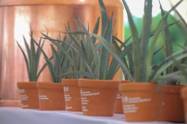 Impulso al agave mezcalero beneficiará a la Mixteca, asegura gobernador