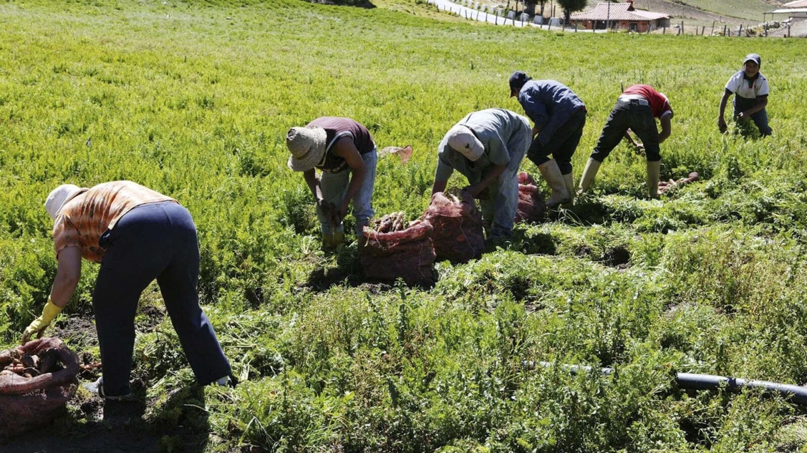 Ministro Valenzuela proyecta que afectación a producción agrícola “sea más acotada, alrededor de un 5%”