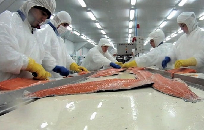Fundación Terram: Estudio revela que más producción de salmón no se traduce en más ni mejor empleo