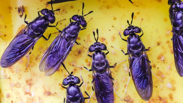 La mosca «soldado negra» podrían convertirse en una fuente de plástico biodegradable
