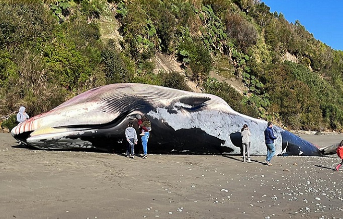 Por muerte de ballenas en la Patagonia, organizaciones exigen a autoridades medidas concretas para su conservación