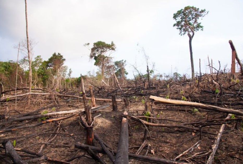 Brasil sanciona a empresarios y a civiles por dañar selva