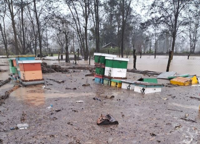 Movimiento de apicultores logra acuerdos con el Gobierno por catástrofe sistema frontal