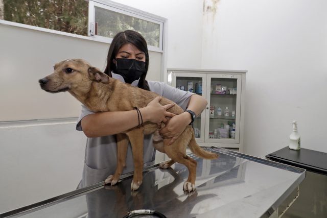 Sólo 13 municipios poblanos tienen Unidad de Bienestar Animal