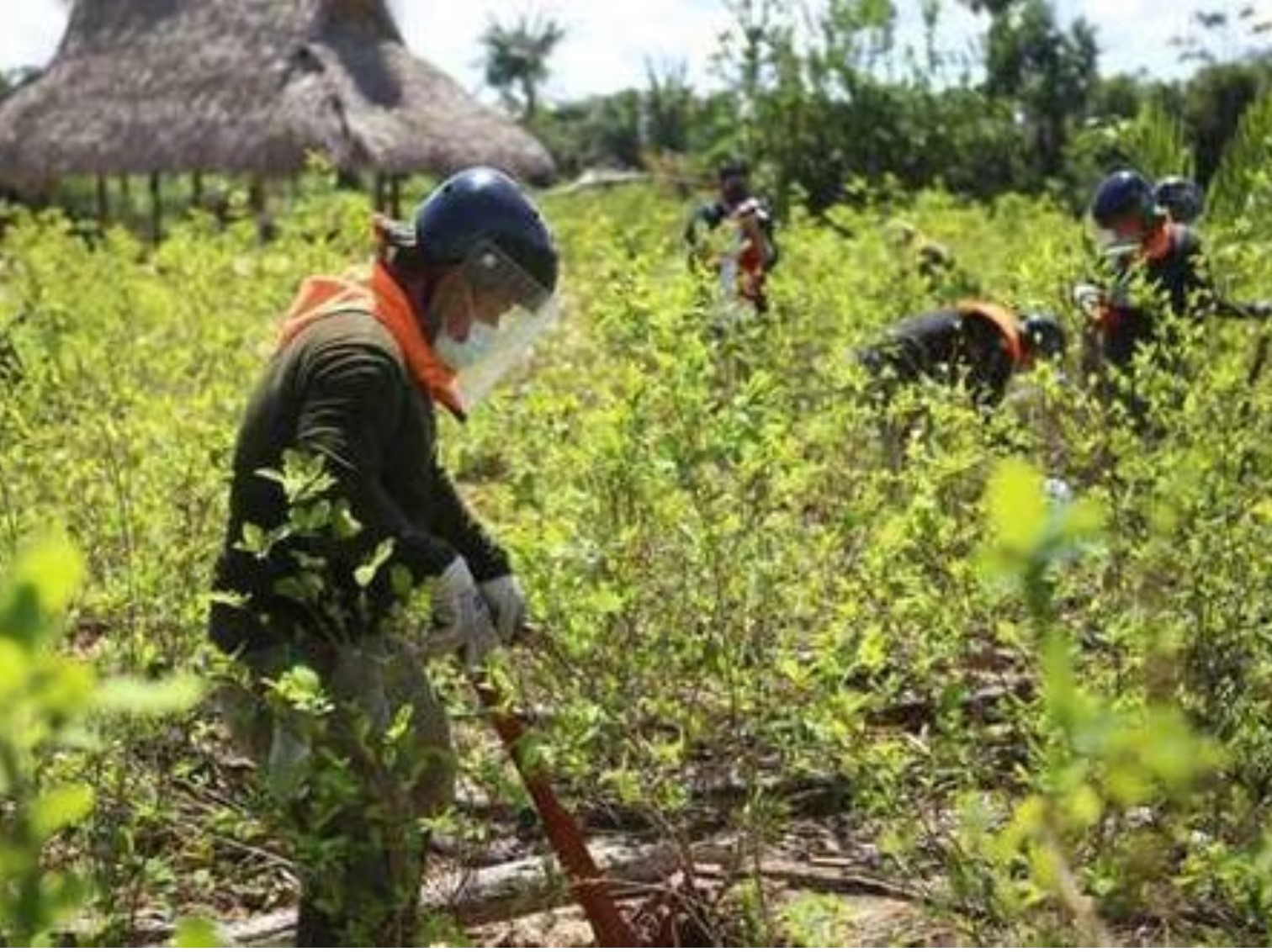 Perú evita producción de 100 mil toneladas de droga