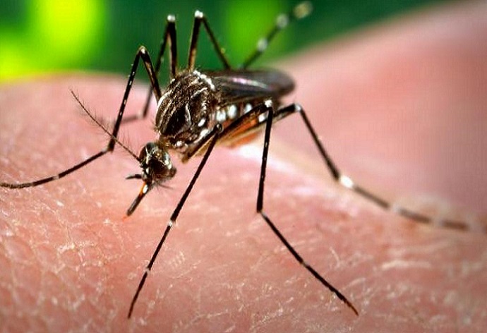 Chile en alerta sanitaria por dengue: Expertos analizan la enfermedad ante incremento de casos