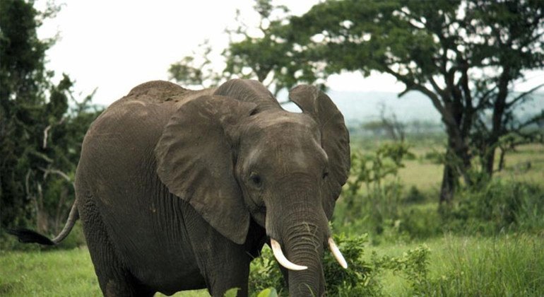 Empresario intentó ingresar por contrabando un elefante cazado y mutilado en África para convertirlo en mueble