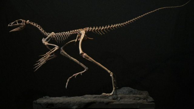 Fósil de hace 230 millones de años encontrado en Brasil podría explicar el origen de los dinosaurios