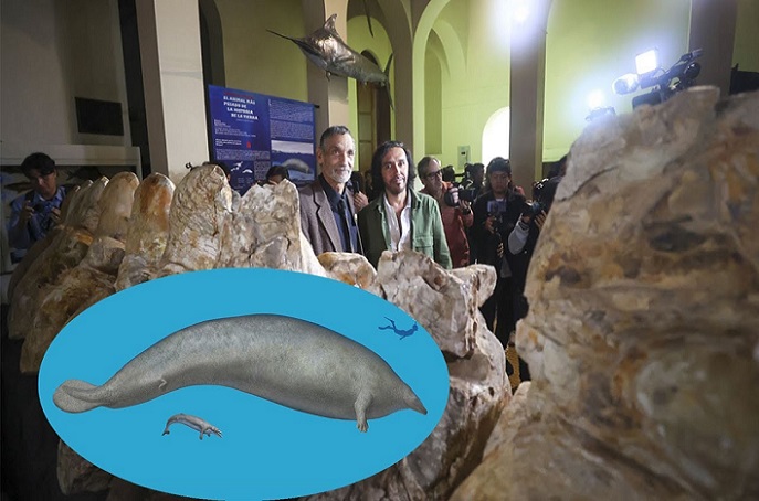 Ica, Perú: descubren los restos del animal más pesado de la historia