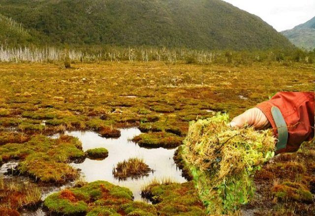 Organizaciones en alerta por Ley Pompón: Propuesta del Ejecutivo y parlamentarios podría   generar mayor crisis ambiental