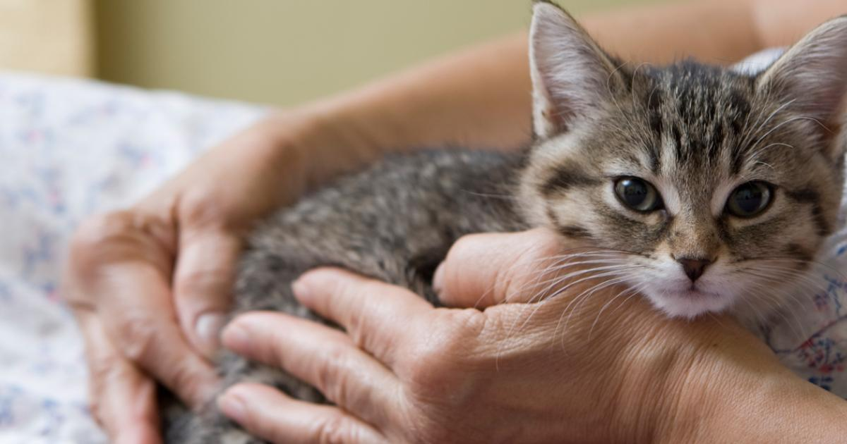 Alerta por un misterioso hongo que se transmite de gatos a humanos y que ya se detectó en Chile