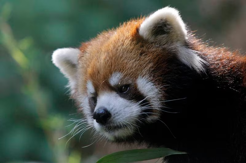 Murió Kelú, el primer y único panda rojo nacido en Chile hasta ahora