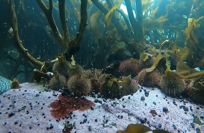 Experta chilena en pesquerías bentónicas destaca el rol vital de los bosques marinos: “Las algas son consideradas ingenieras”