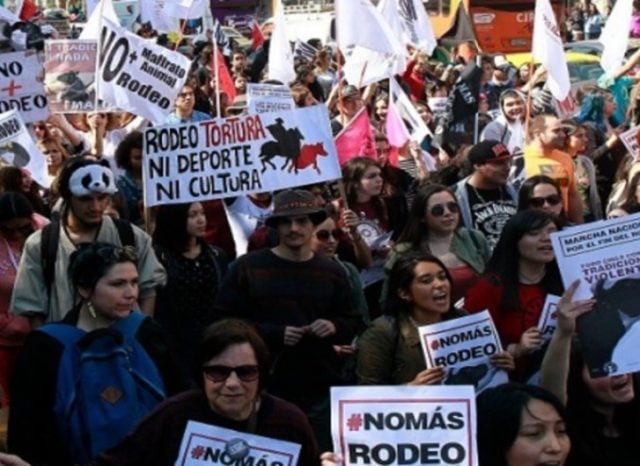Convocan a marcha contra el rodeo este sábado 12 de agosto: “No es deporte”
