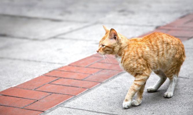 Urgente: Vecinos denuncian que gato lleva cinco días atrapado en Santiago Centro y aún no hay rescate