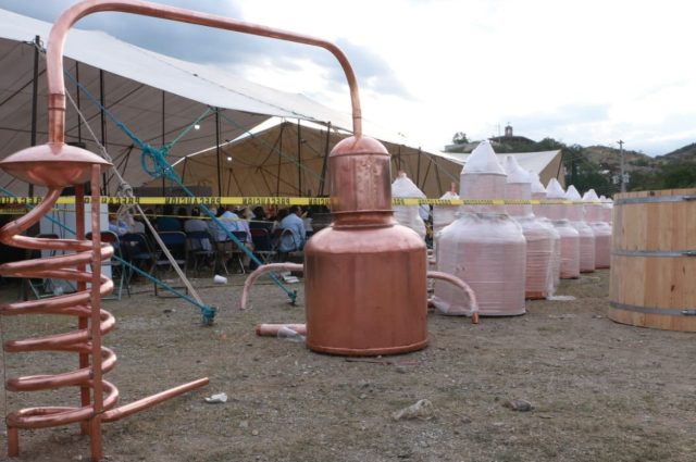 Puebla comienza el proyecto de impulso al agave mezcalero