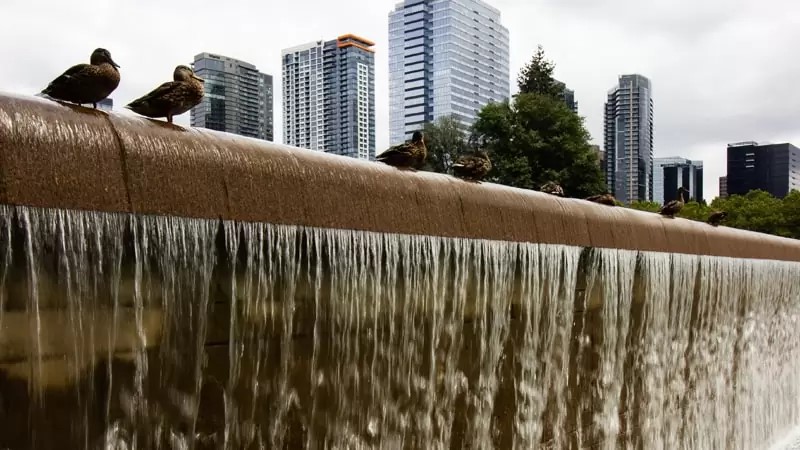 Los pájaros huyen de las ciudades por el calor