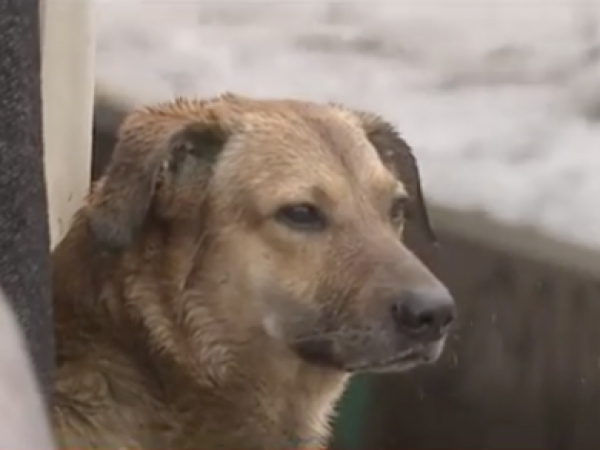 (Video) Vecinos lograron rescatar a dos perritos que habían quedado atrapados en río Mapocho
