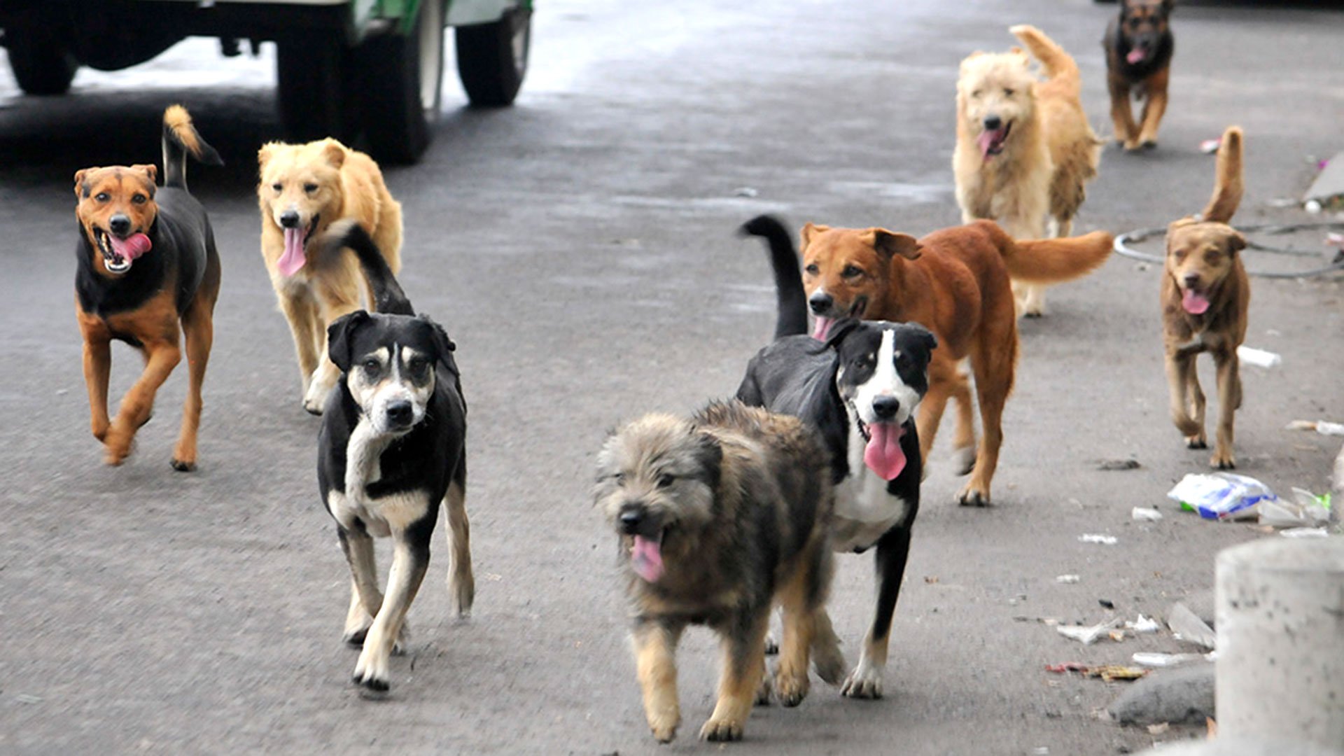 Consejo Regional de Magallanes del Colmevet denuncia envenenamiento de perros en la comuna de Porvenir