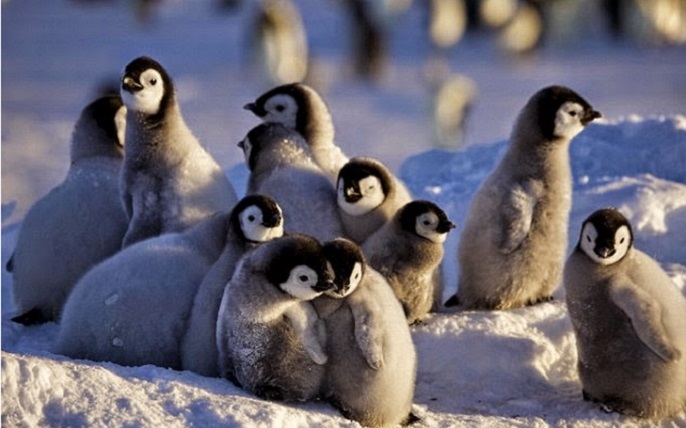 Cambio climático: Alerta por progresiva desaparición de polluelos pingüinos a causa de deshielos
