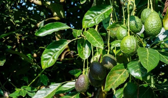 Atlixco, Huaquechula y Ocoyucan, libres de plagas de aguacateros
