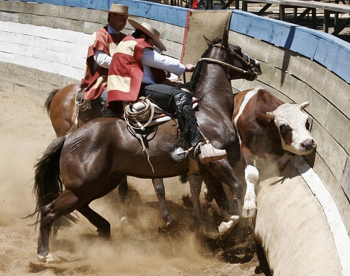 Presentan proyecto de ley para extender la protección de los animales a todas las disciplinas deportivas