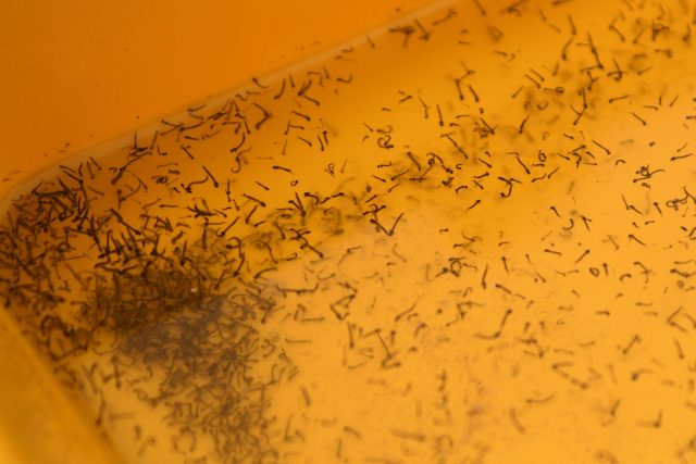 Puebla acumula mil 475 casos de dengue en 80 municipios