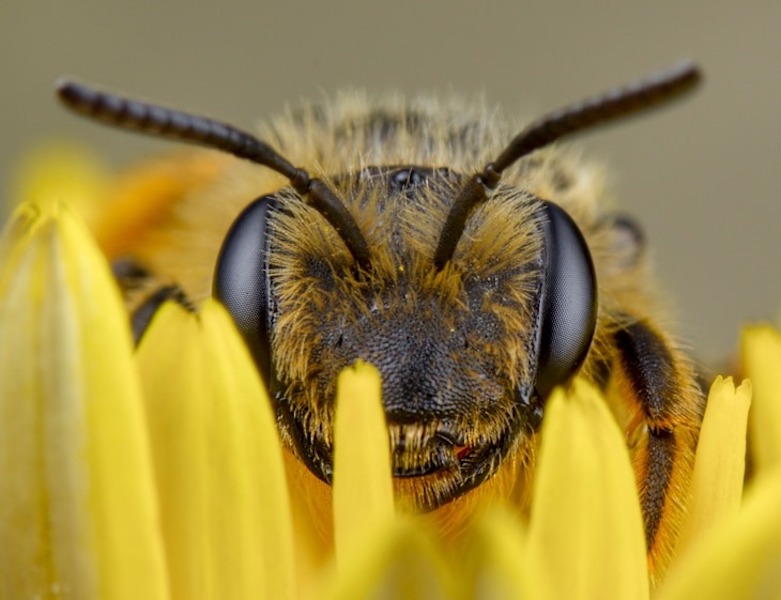 Las abejas podrían ser «detectores vivientes» de contaminación en el ambiente