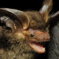 Especie-murciélago