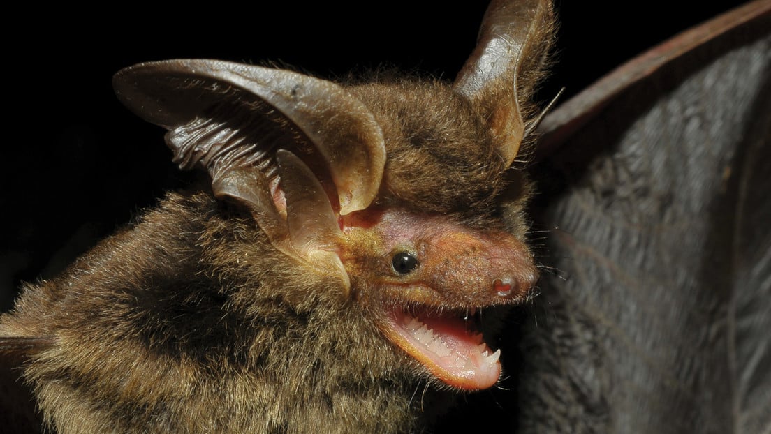 Hallan de nuevo una rara especie de murciélago endémica de Brasil que fue vista hace más de cien años