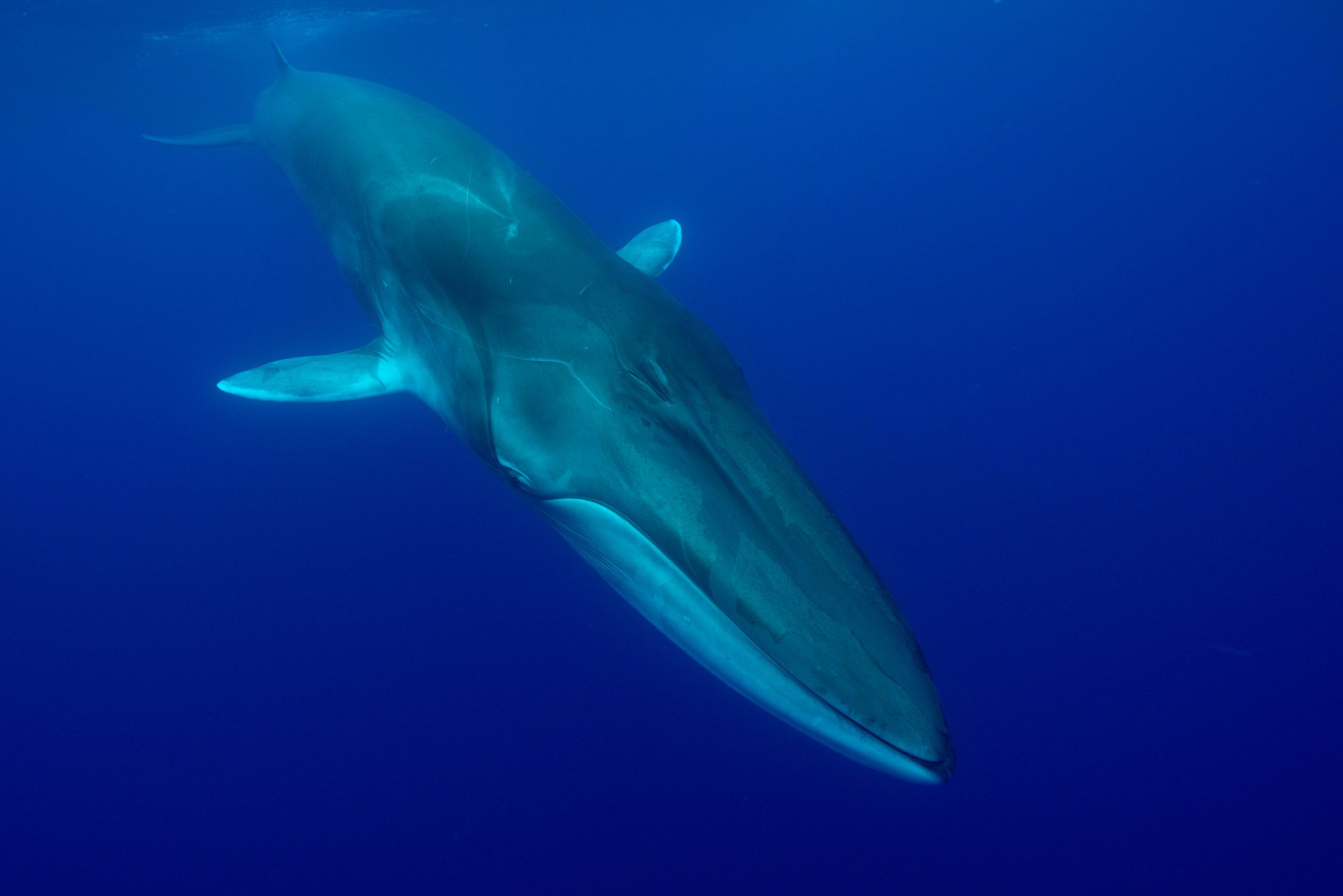 Critican decisión de Islandia de reanudar caza comercial de ballenas: «Un retroceso para los esfuerzos mundiales de conservación»