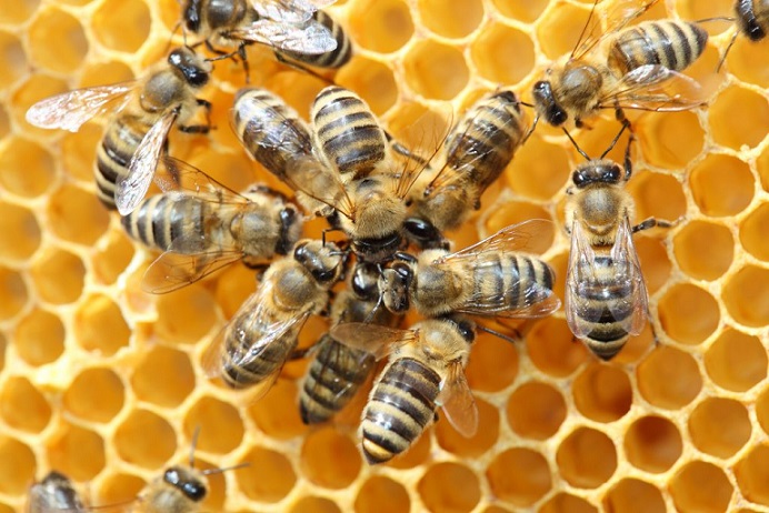 Organización de apicultores advierte desolador panorama por crisis climática: ¿Las abejas están en peligro de extinción?