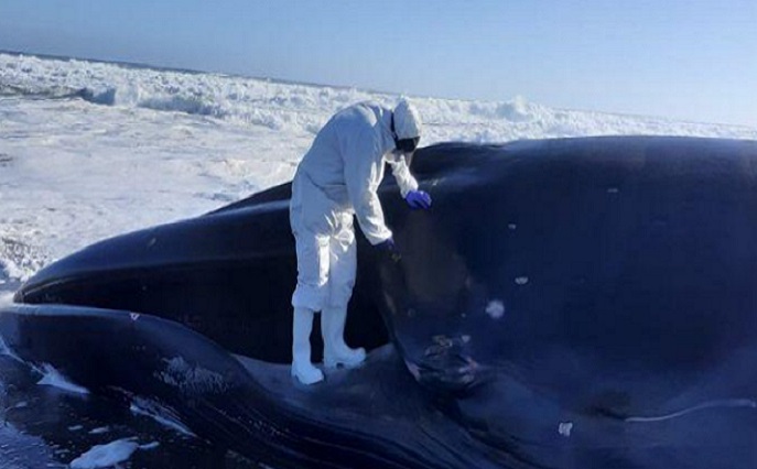 Autoridades confirman fuerte alza de animales marinos muertos por gripe aviar