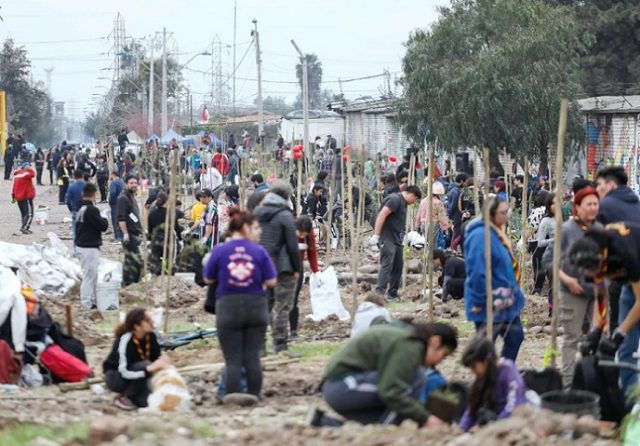 Más de 300 árboles nativos fueron plantados en el lugar donde se encontró el cuerpo de Víctor Jara