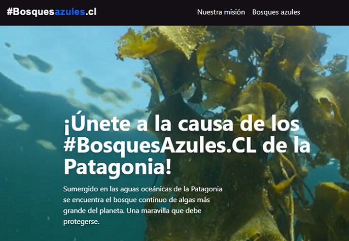 Lanzan plataforma web sobre campaña que promueve “salvar los bosques azules marinos de la Patagonia”